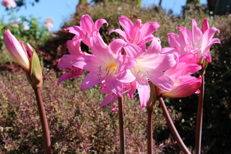 Belladonna